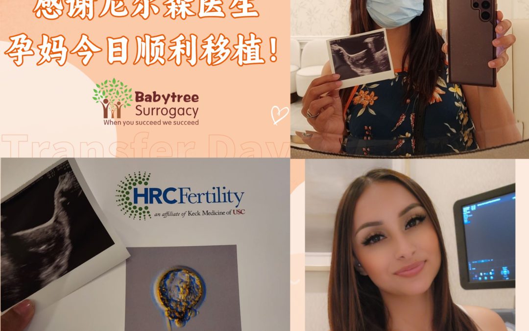 American Babytree Surrogacy【Transplant 230628】|Babytree Surrogacy